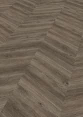 Dąb Canberra Dąb Canberra