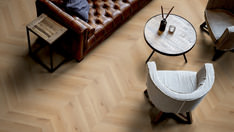 Dąb Rotterdam Dąb Rotterdam