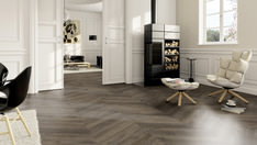 Dąb Canberra Dąb Canberra