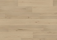 Dąb Amsterdam Dąb Amsterdam