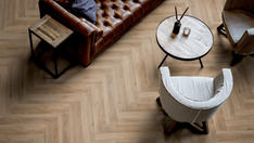 Dąb Malaga Dąb Malaga