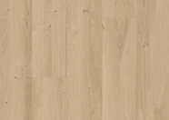 Dąb piaskowy Dąb piaskowy