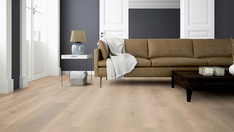 Dąb Antwerpen Dąb Antwerpen