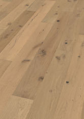 Oak No.31 - Galloway