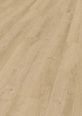 Dąb piaskowy Dąb piaskowy