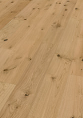 Chêne Caledonian Forest