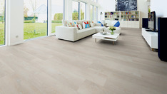 Dąb Stockholm Dąb Stockholm