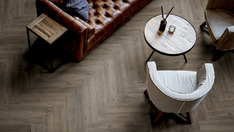 Dąb Canberra Dąb Canberra