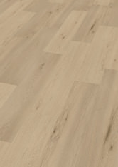 Dąb Amsterdam Dąb Amsterdam