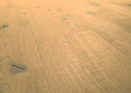 Oak No.32 - South Downs