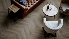 Dąb Canberra Dąb Canberra