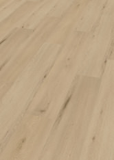 Dąb Amsterdam Dąb Amsterdam