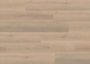 Dąb Antwerpen Dąb Antwerpen