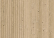 Dąb piaskowy Dąb piaskowy