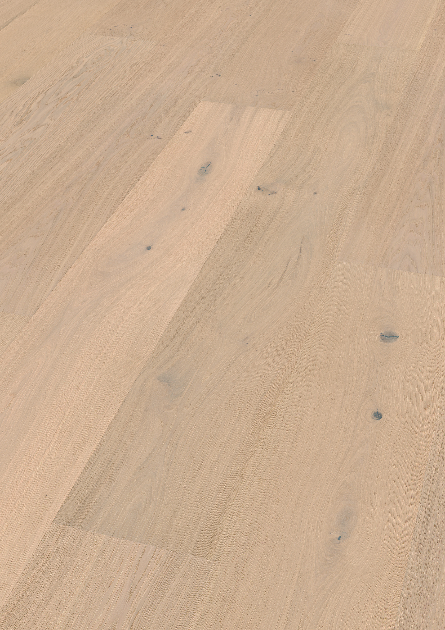 Oak No.36 - Harewood
