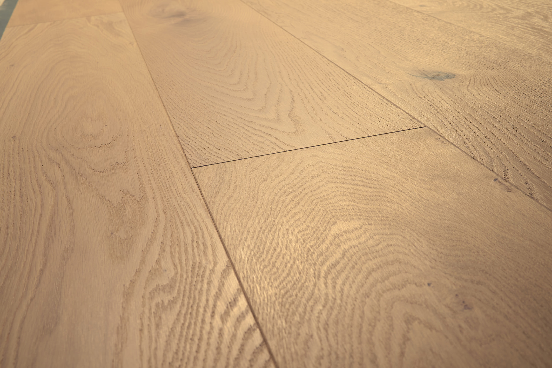 Oak No.25 - Brighton