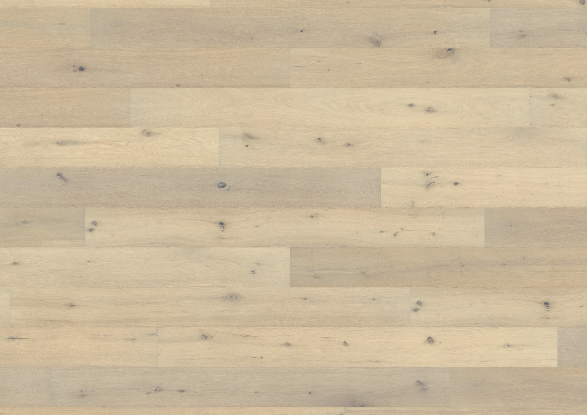Oak No.27 - Cardiff