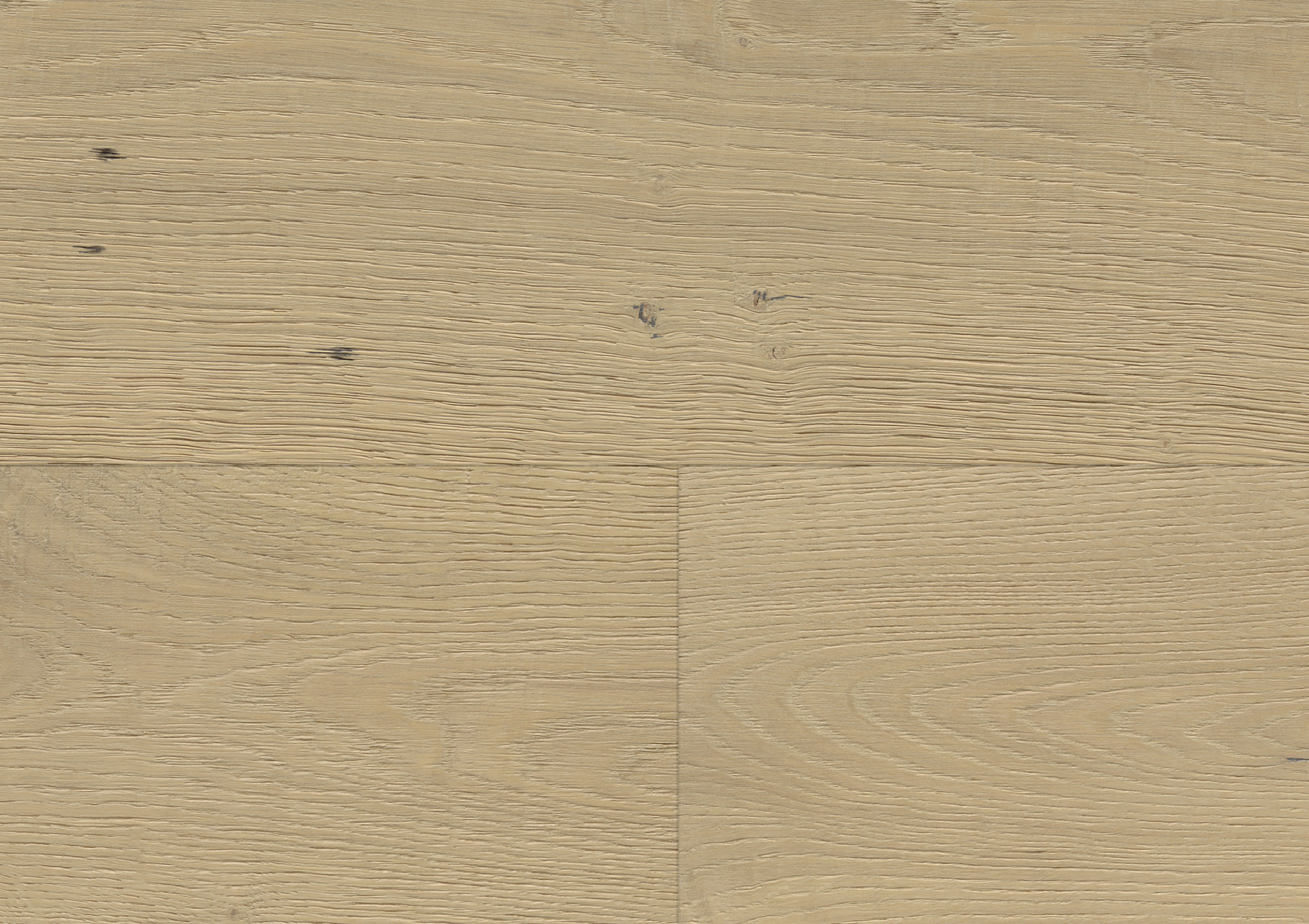 Oak No.31 - Galloway