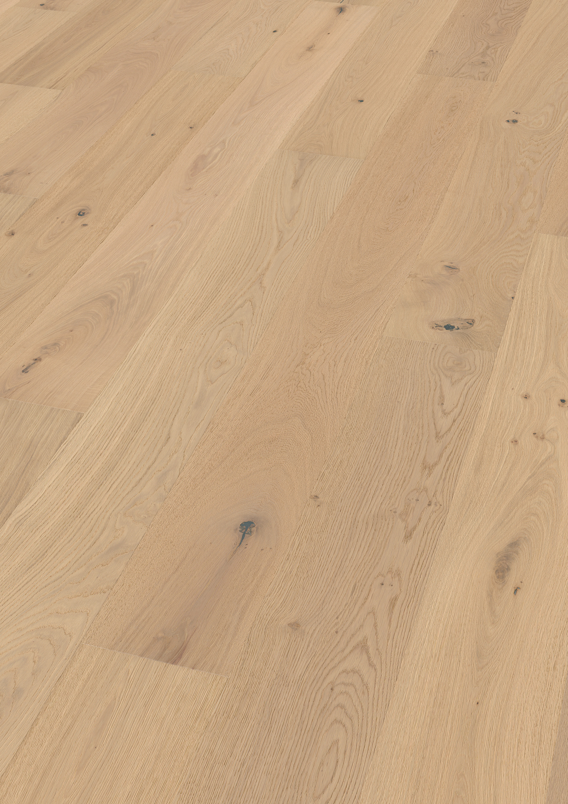 Oak No.25 - Brighton