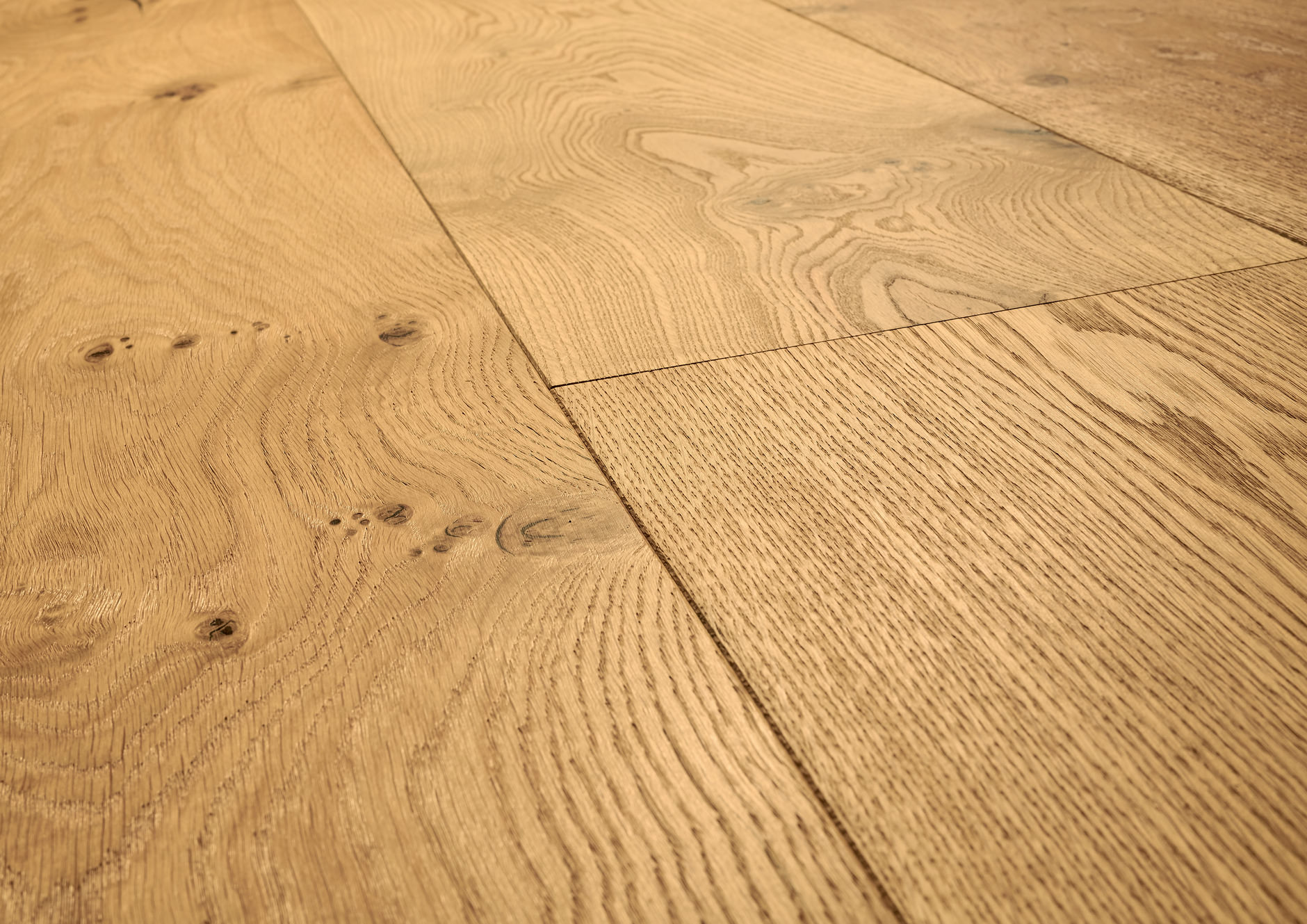 Oak No.33 - Clarence