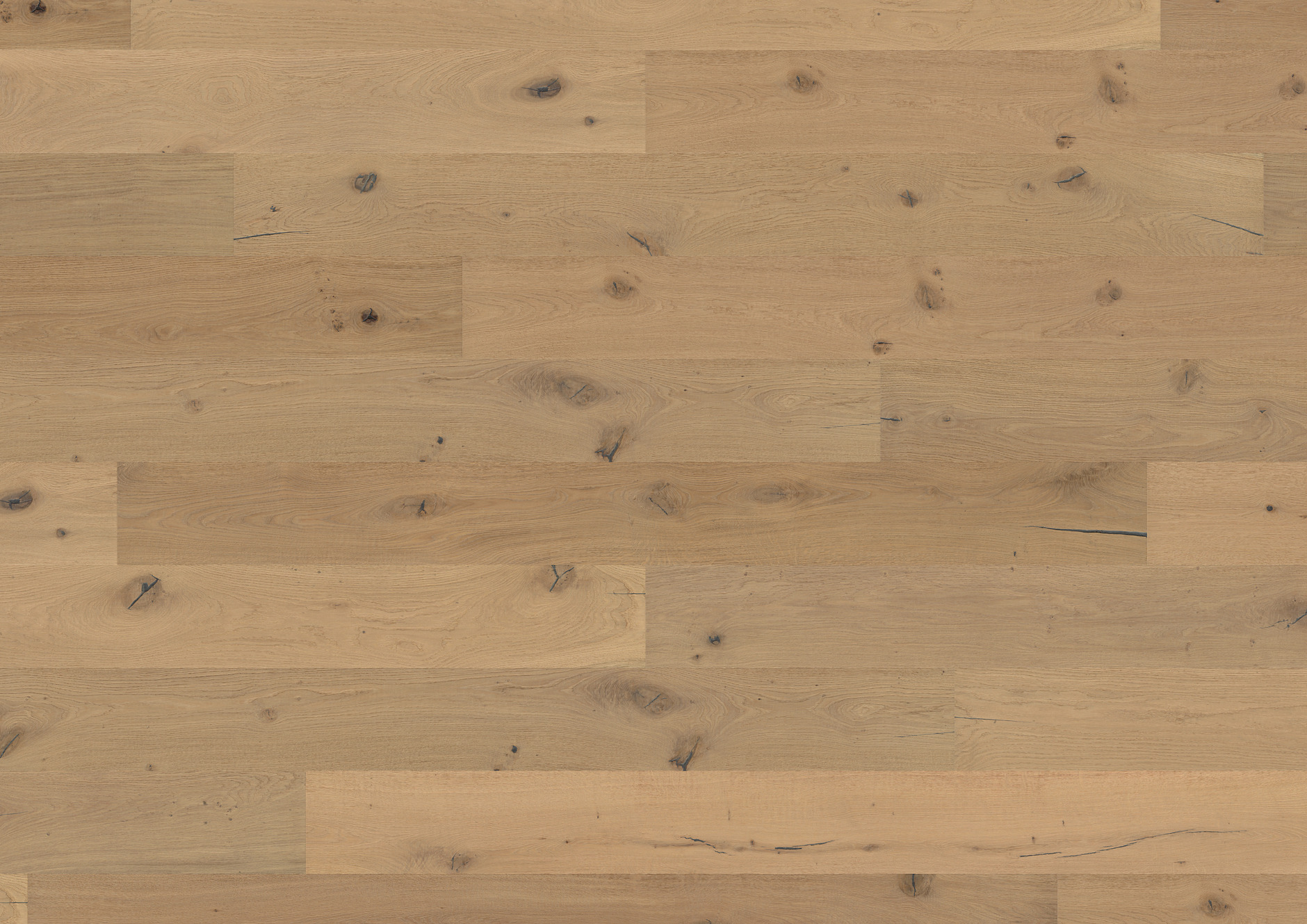 Oak No.31 - Galloway