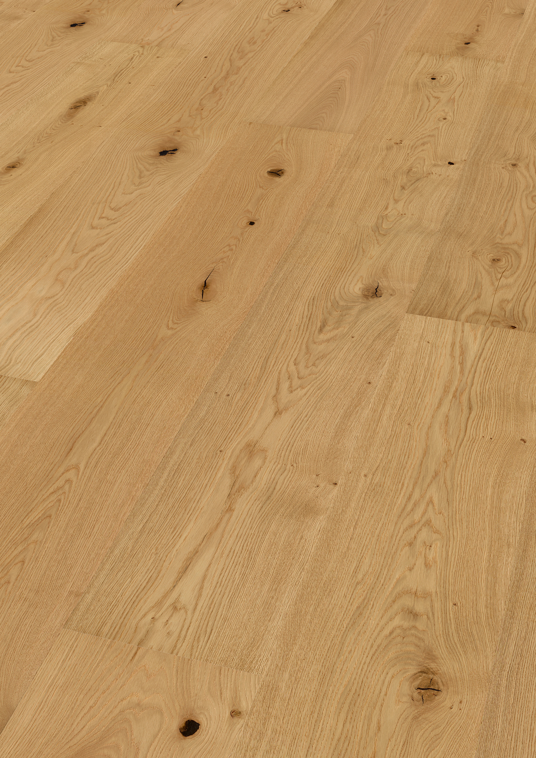 Oak No.33 - Clarence