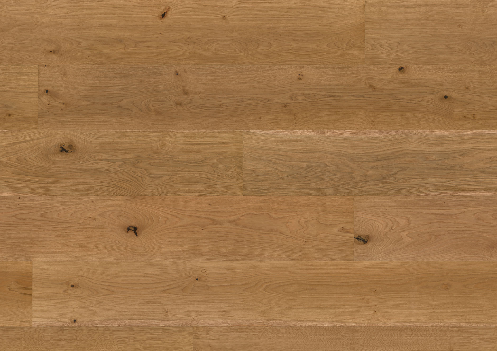 Oak No.15 - Kensington