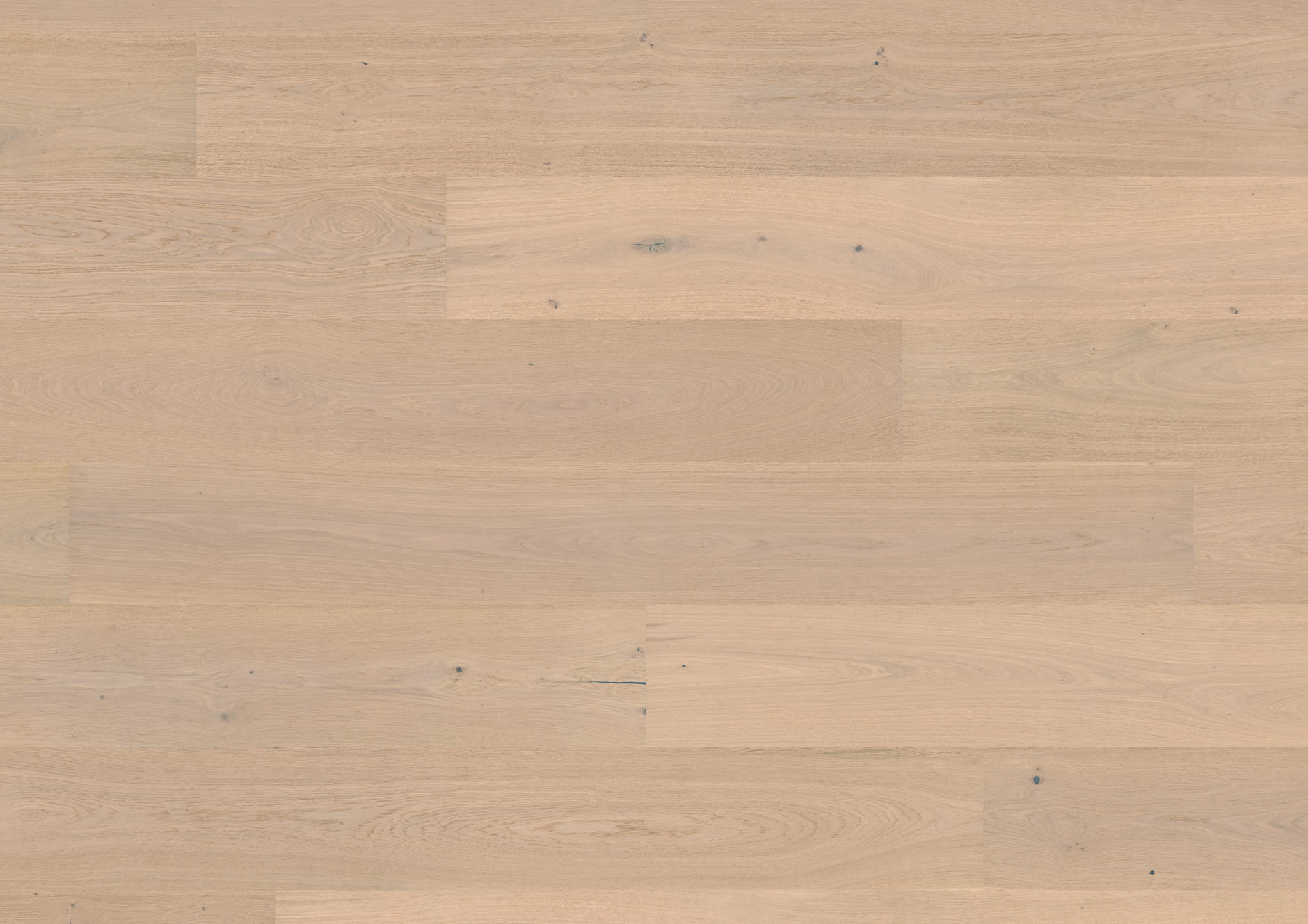 Oak No.36 - Harewood