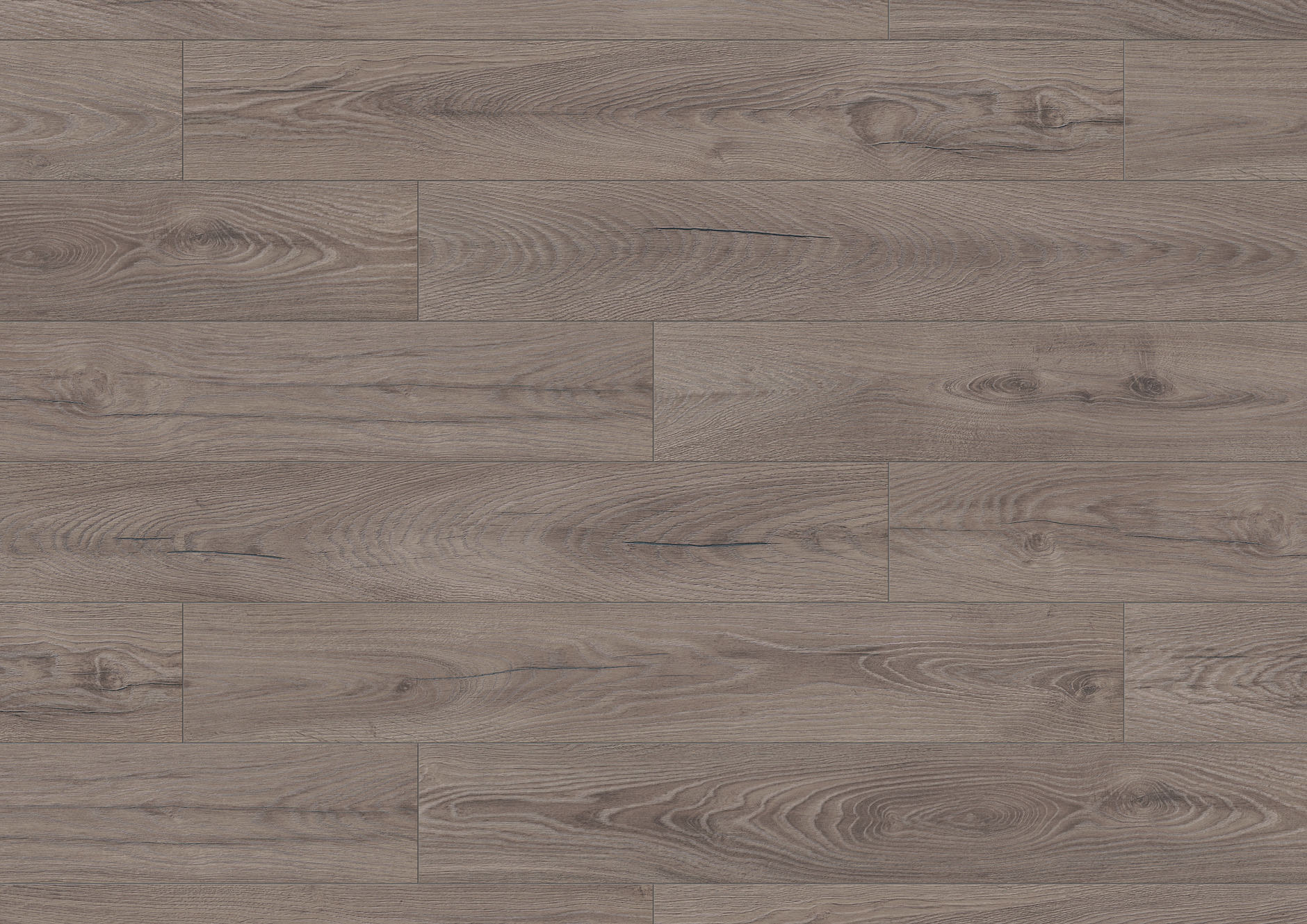 Dąb Negros Dąb Negros