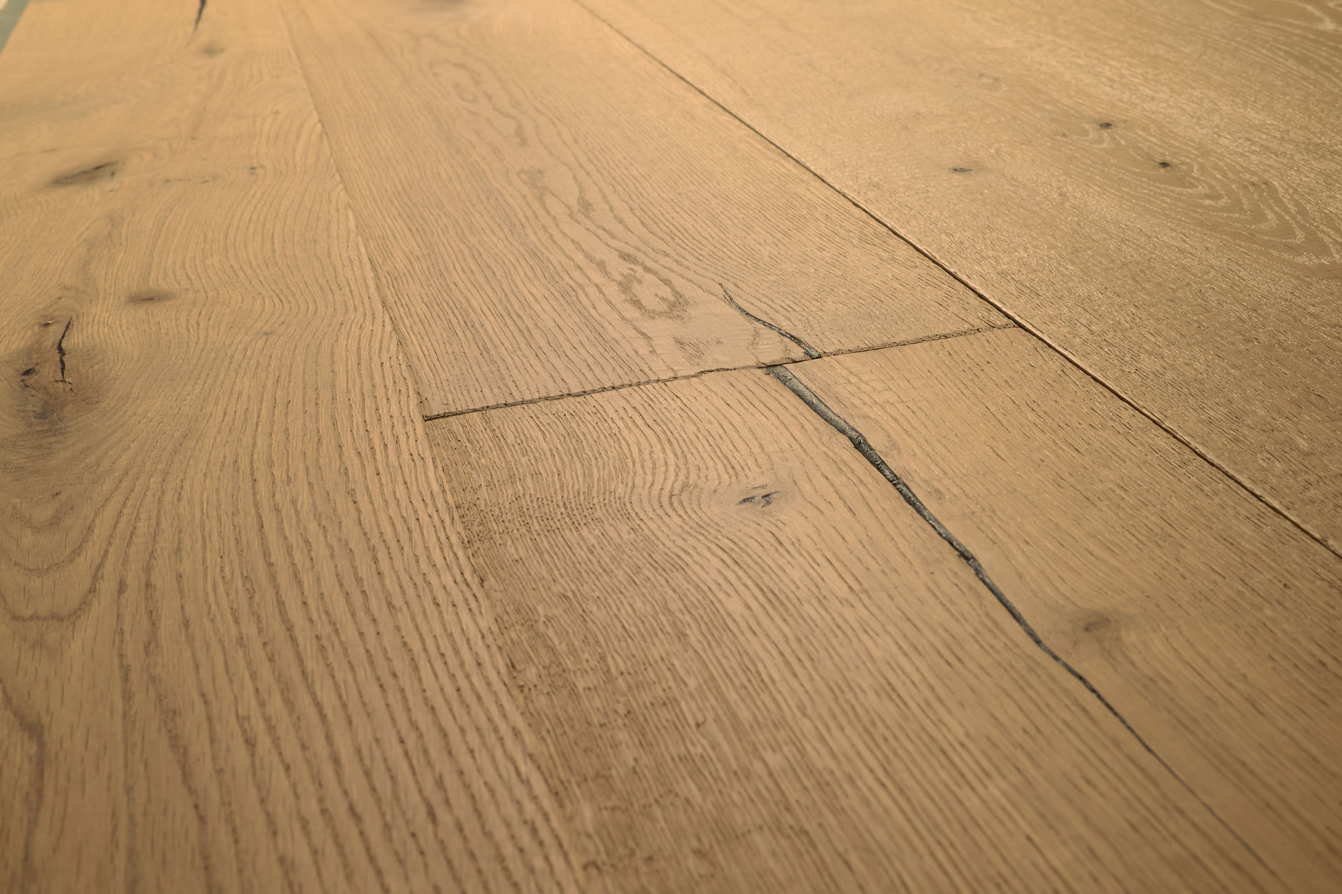 Oak No.31 - Galloway