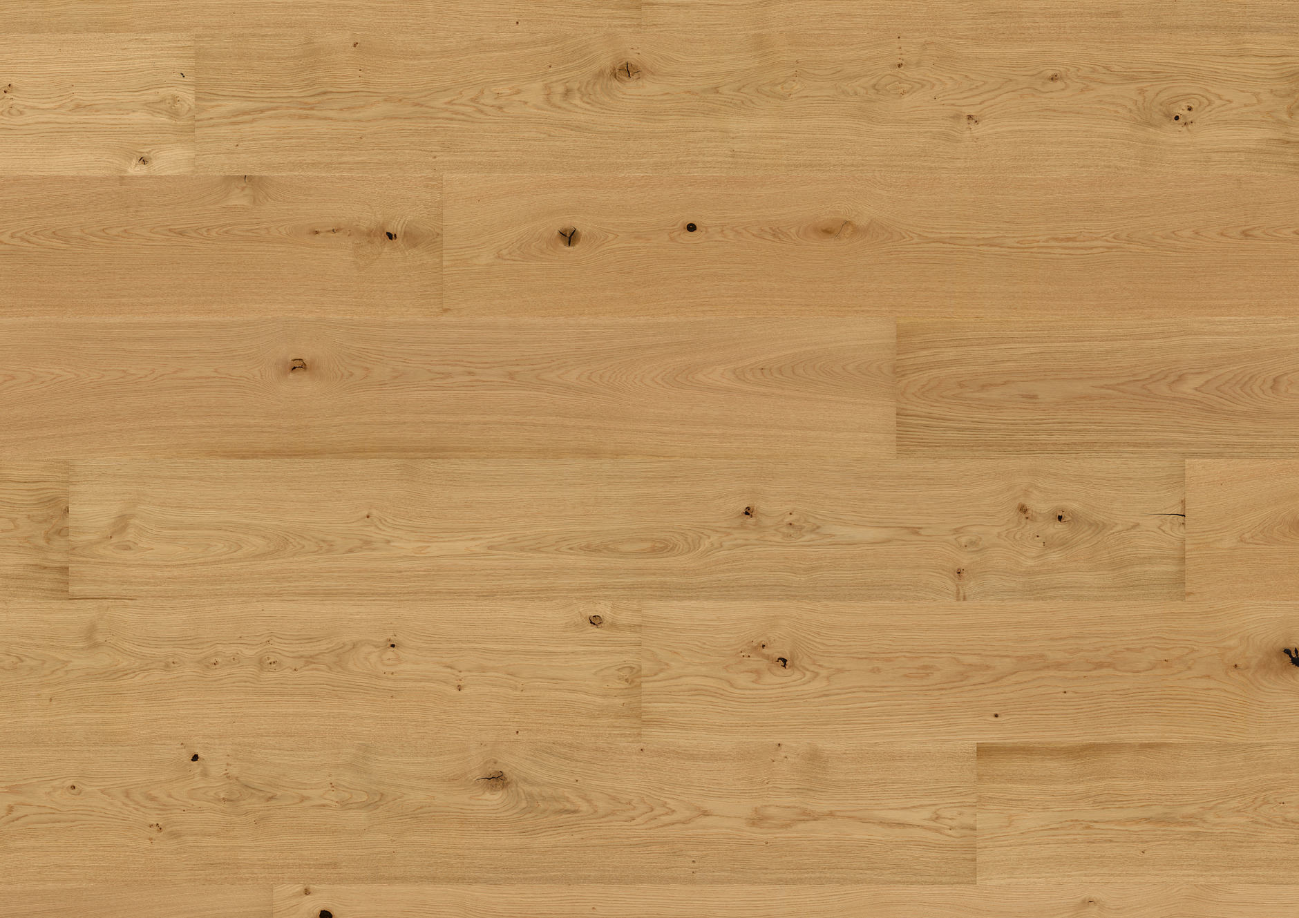 Oak No.33 - Clarence