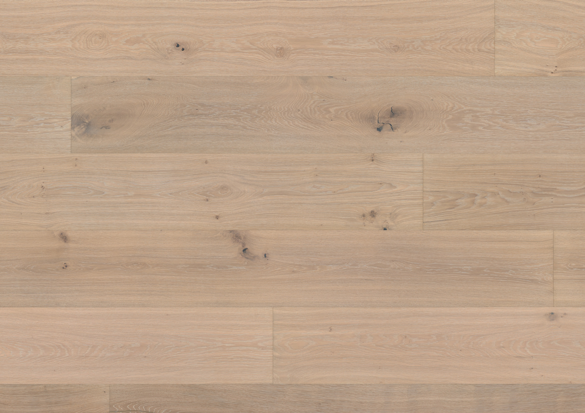 Oak No.18 - Balmoral