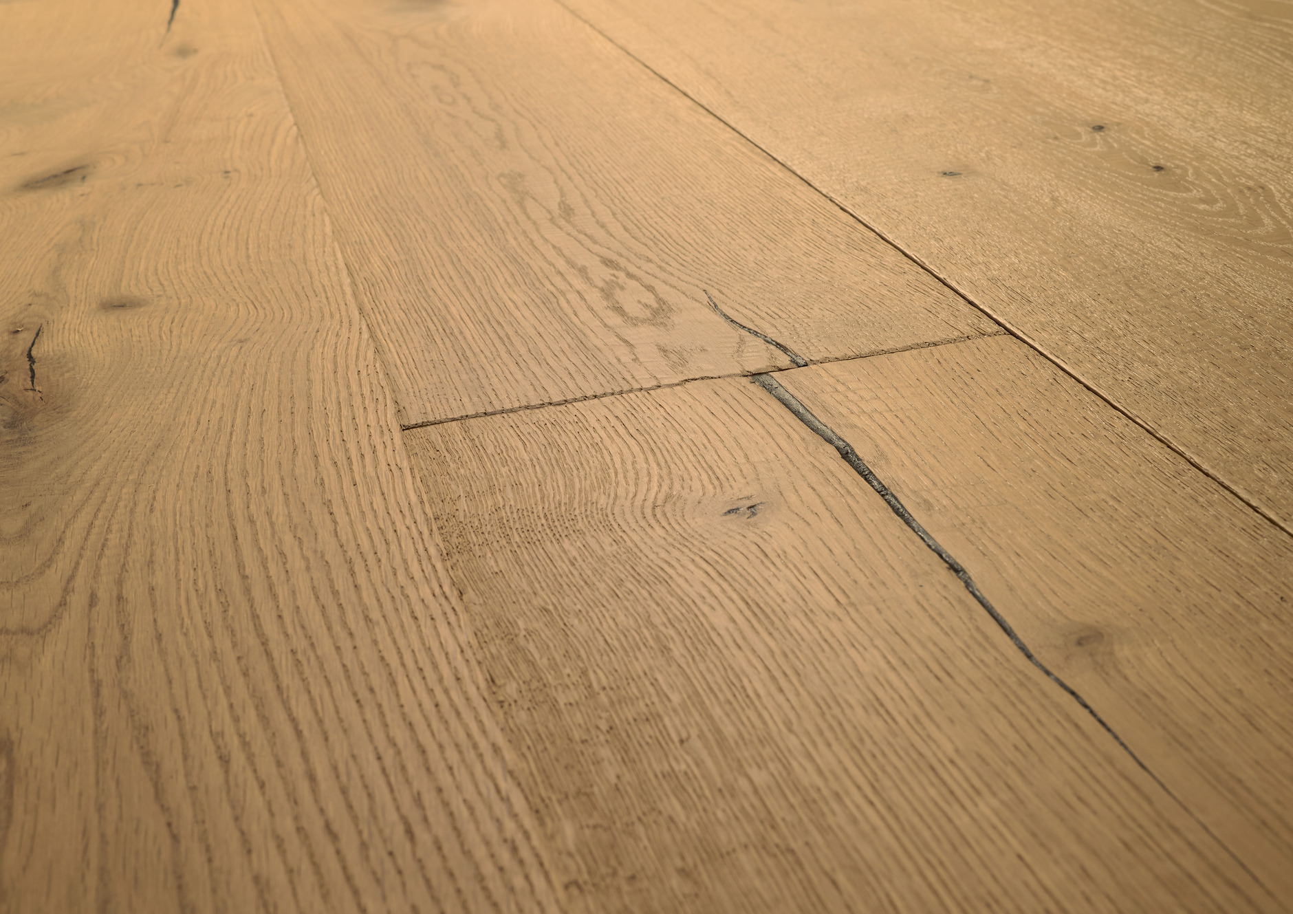 Oak No.31 - Galloway