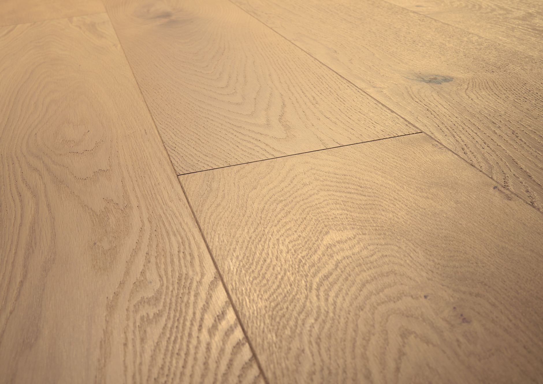 Oak No.25 - Brighton
