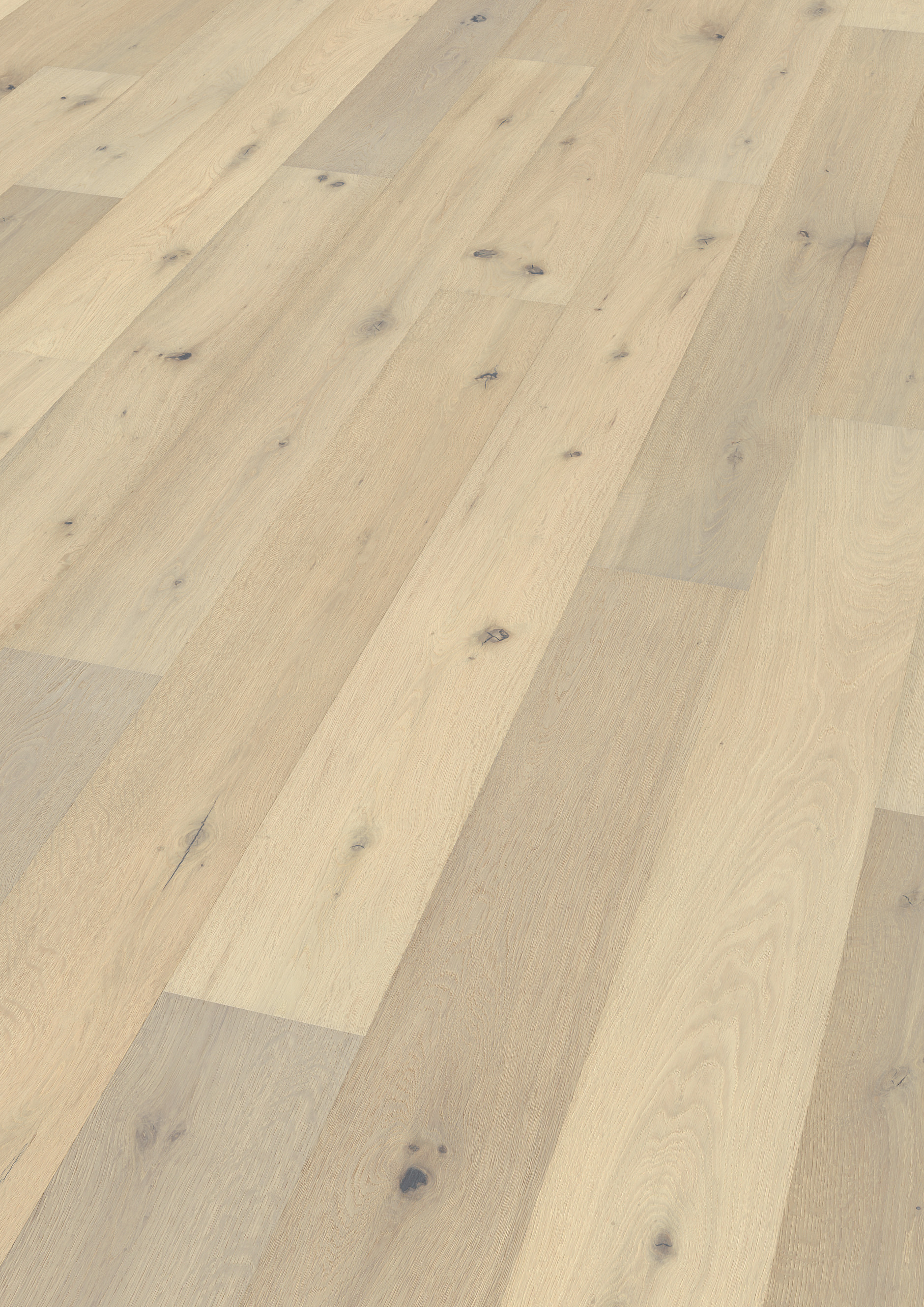 Oak No.27 - Cardiff