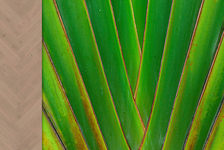 Herringbone Collection Herringbone Collection