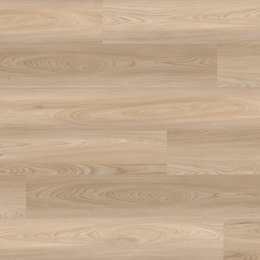 Wiąz Paris Wiąz Paris