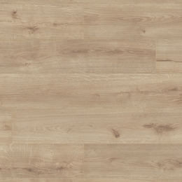 Dąb Jersey Dąb Jersey