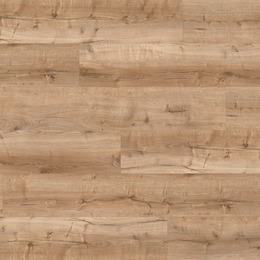 Dąb Bristol Dąb Bristol