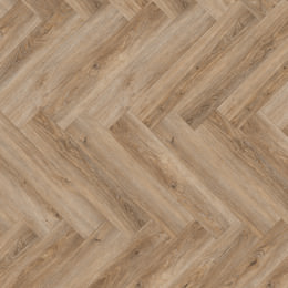 Dąb Malaga Dąb Malaga