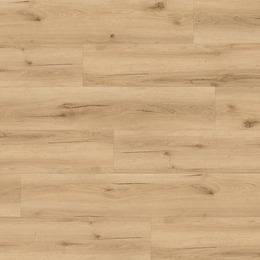 Dąb Miami Dąb Miami