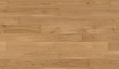 Dąb Carmes Dąb Carmes