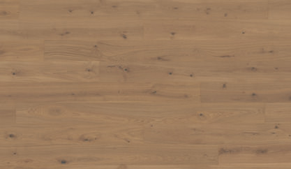 Dąb Belem Dąb Belem