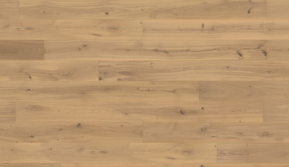 Dąb Capitole Dąb Capitole