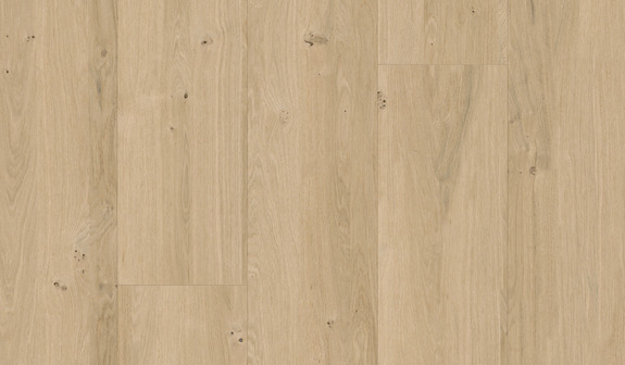 Dąb piaskowy Dąb piaskowy