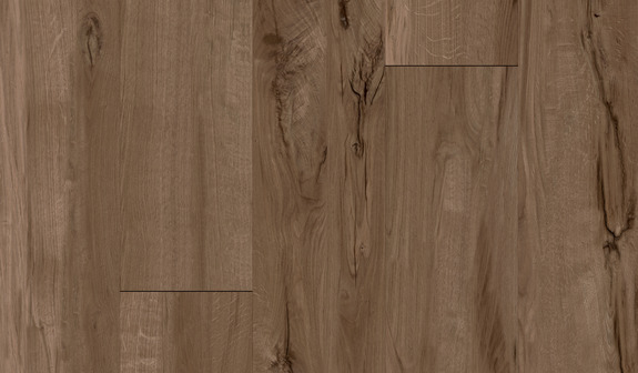 Dąb ciemnobrązowy Dąb ciemnobrązowy