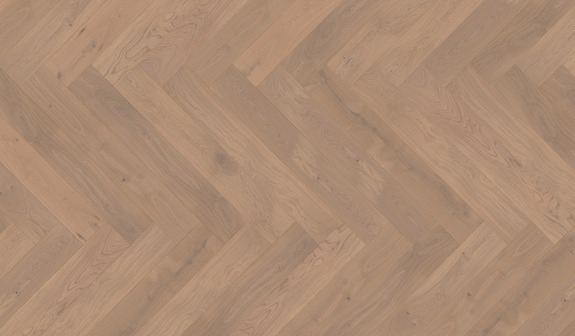 Chêne Amrum Chêne Amrum